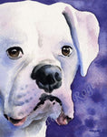 A White Boxer portrait print based on a David J Rogers original watercolor