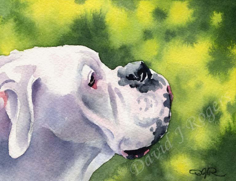 A White Boxer portrait print based on a David J Rogers original watercolor