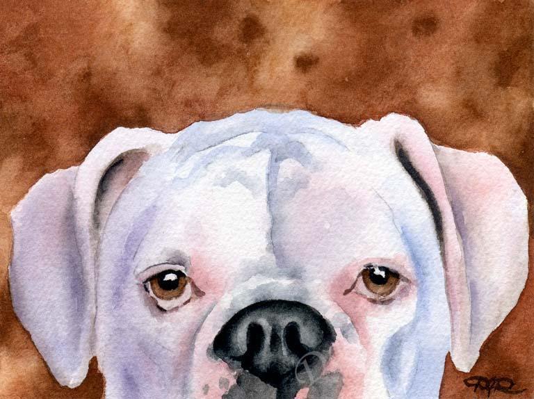 A White Boxer portrait print based on a David J Rogers original watercolor