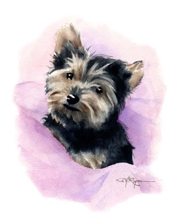 A Yorkshire Terrier 0 print based on a David J Rogers original watercolor