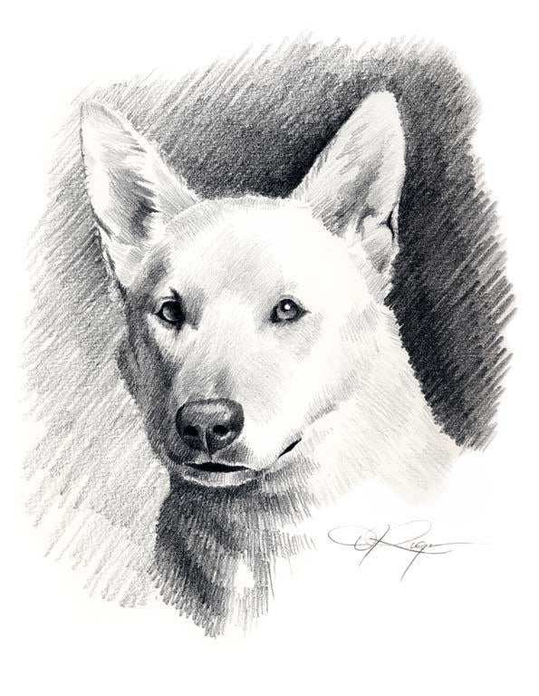 A White German Shepherd 0 print based on a David J Rogers original watercolor