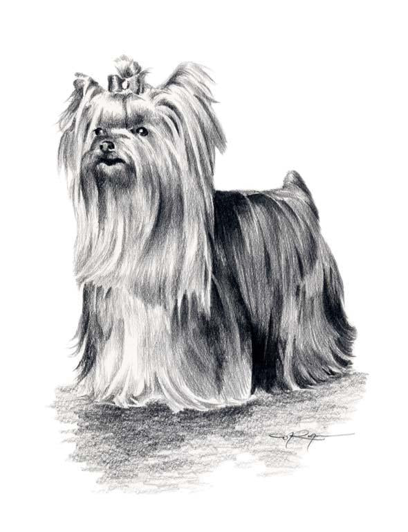 A Yorkshire Terrier 0 print based on a David J Rogers original watercolor