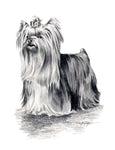 A Yorkshire Terrier 0 print based on a David J Rogers original watercolor