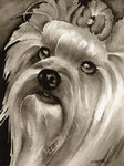 A Yorkshire Terrier portrait print based on a David J Rogers original watercolor