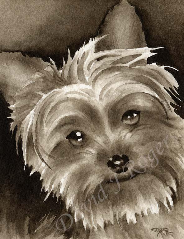 A Yorkshire Terrier portrait print based on a David J Rogers original watercolor